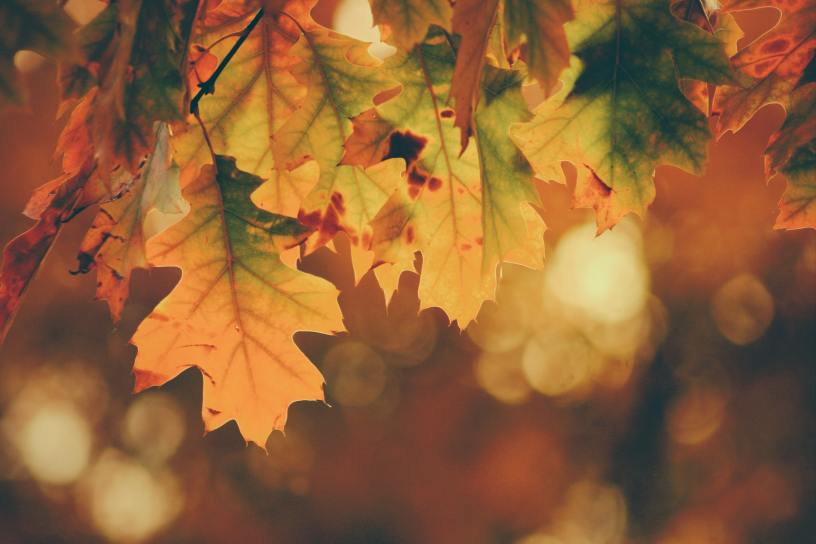 interior design and fall, how your decor affects your mood during the seasons
